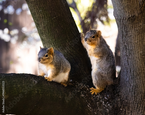 cute squirrel couple observing object