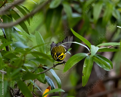 Εκτύπωση καμβά Townsend's warbler standing on a branch looking feisty