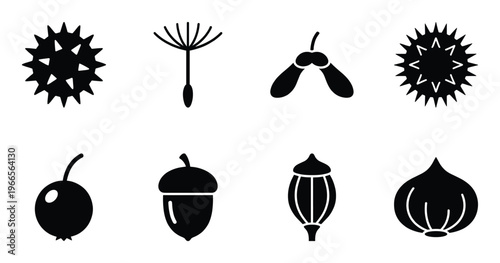 Botanical seeds and nuts collection including acorn dandelion chestnut and maple samara silhouettes