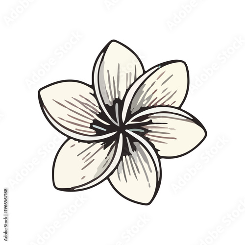 Hand Drawn Plumeria Flower Icon
