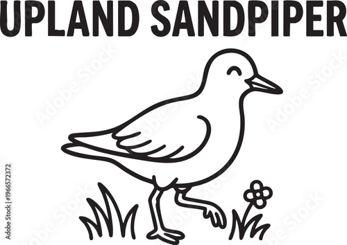 Upland sandpiper bird walking in grassy field with a small flower and blades of grass