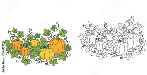Hand drawn pumpkin patch vector illustration featuring both colored and black and white line art versions, perfect for autumn harvest festival decorations and kids coloring book pages.