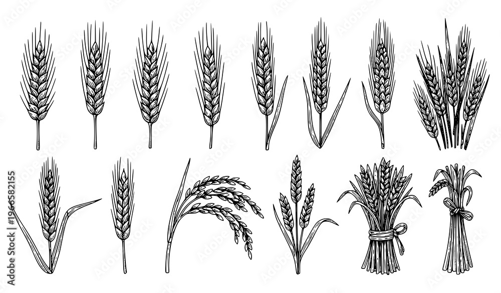 Fototapeta premium Vintage wheat and barley engraving vector set with cereal grain ears rye and rice botanical illustration