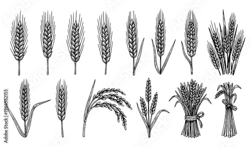 Vintage wheat and barley engraving vector set with cereal grain ears rye and rice botanical illustration