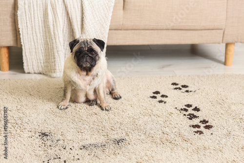 Pug dog with muddy paw prin...