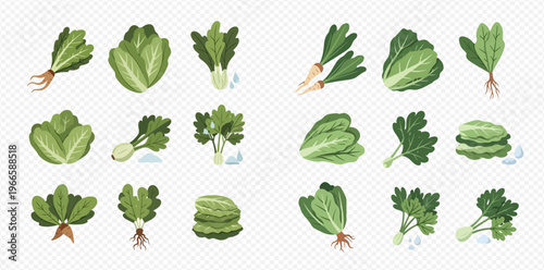 Collection of Fresh Green Leafy Vegetables and Herbs.
