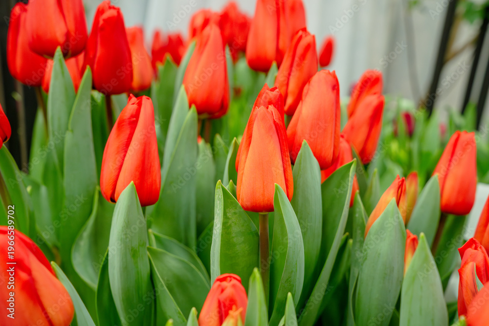 Obraz premium Red tulips with green leaves, natural background