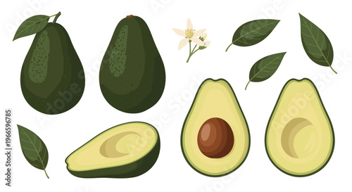 Set of fresh green avocados showing whole fruit, halves with pit, sliced pieces, dark green leaves and a small white flower.