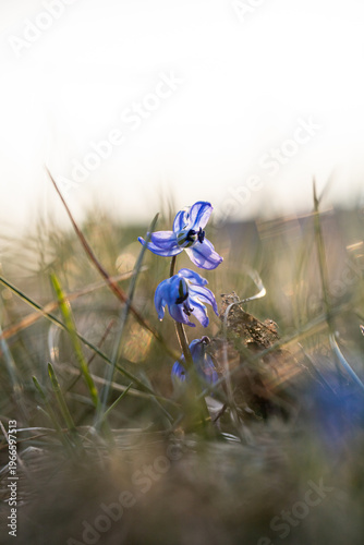Scilla. Snowdrop. Spring primrose. Small blue flower on a sunset background.