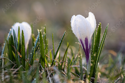 White crocus. Spring crocus flowers. Dew drops on a flower