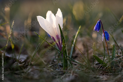 Spring crocus flowers. White crocus with blue primrose