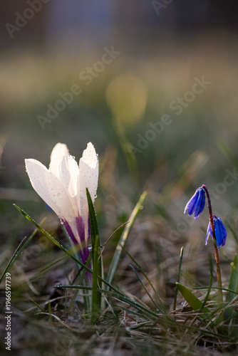 Spring crocus flowers. White crocus with blue primrose