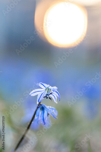 Scilla. Snowdrop. Spring primrose. Small blue flower on a sunset background. Dew drops on a flower