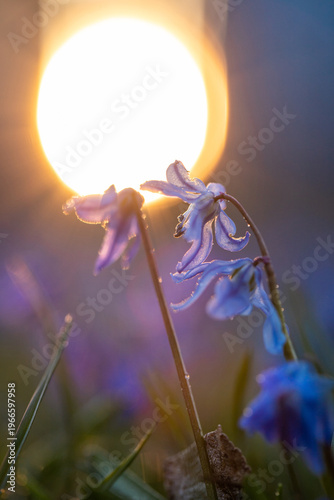 Scilla. Snowdrop. Spring primrose. Small blue flower on a sunset background. Dew drops on a flower