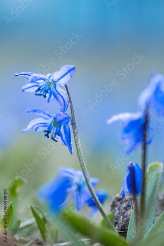 Scilla. Snowdrop. Spring primrose. Small blue flower. Dew drops on a flower