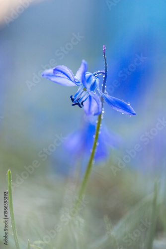 Scilla. Snowdrop. Spring primrose. Small blue flower. Dew drops on a flower