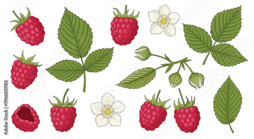 Comprehensive botanical set of red raspberries, green leaves, and white flowers in various stages of growth on white.