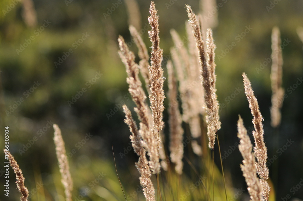 Naklejka premium field with Pennisetum grass, dry spikelets among the grass on a blurred background