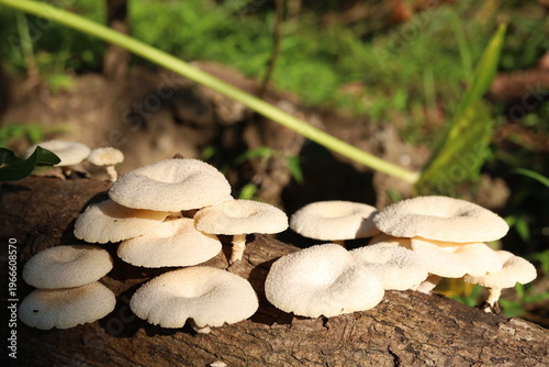 mushrooms in the forest