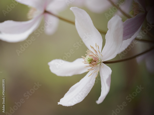 淡いピンクのクレマチス