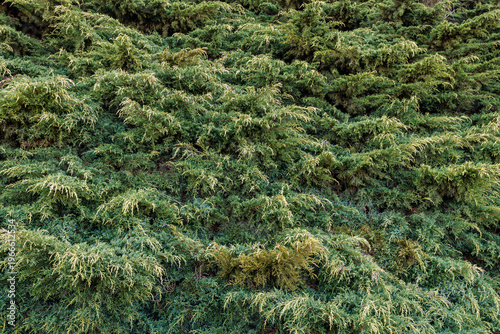 Juniperus horizontalis. Creeping juniper or creeping sabina with a ground cover function.
