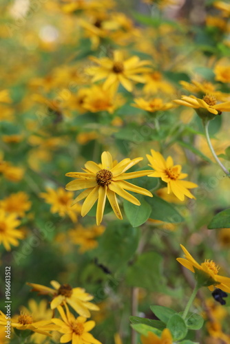 yellow flowers in the garden