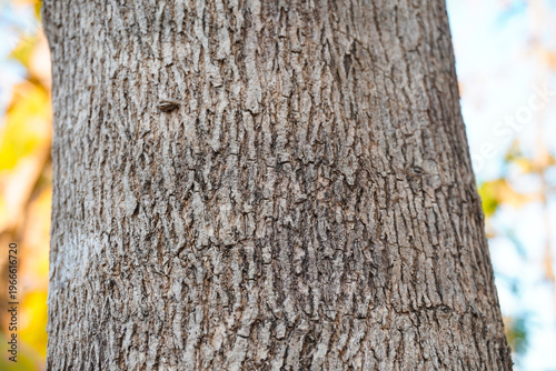 Exquisite close-up of natural teak wood texture showcasing rich golden-brown grains and organic patterns. A premium hardwood surface ideal for luxury interior design and high-end branding.