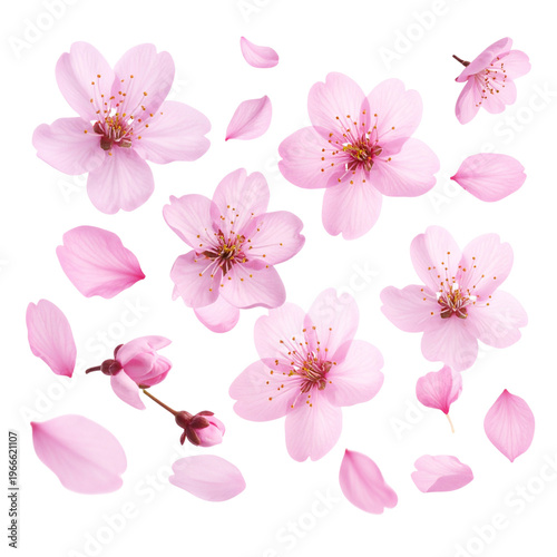 Beautiful pink cherry blossoms and pink cherry blossom petals on a white background.