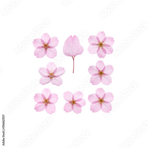Beautiful pink cherry blossoms and pink cherry blossom petals on a white background.
