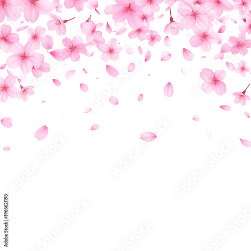 Beautiful pink cherry blossoms and pink cherry blossom petals on a white background.