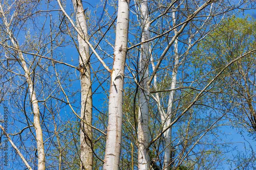 Obraz premium White poplar trees (Populus alba) trunks and branches against blue sky