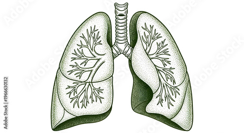 Anatomical illustration of human lungs with trachea and bronchi on a white background lung anatomy medical respiratory system health medicine