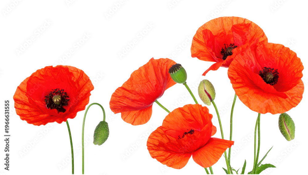 Obraz premium Bright red poppy flowers with buds and green stems in various stages png isolated on a transparent background