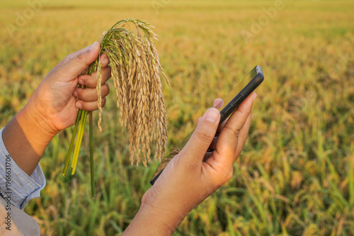 Canvastavla Close-up of a farmer holding ripe rice panicles and a smartphone in a golden pad