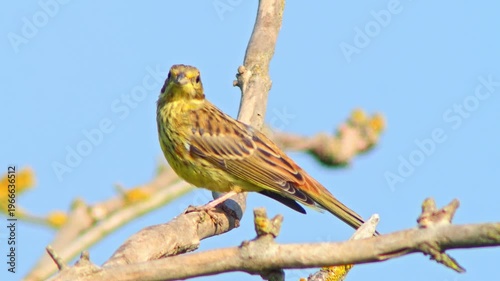Female Yellowhammer Perching on Branch Hunting for Food for Chicks in Summer Breeding Season