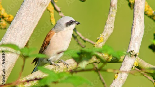Male Red-backed Shrike Perching on Branch Searching for Food for Chicks in Summer Breeding Season