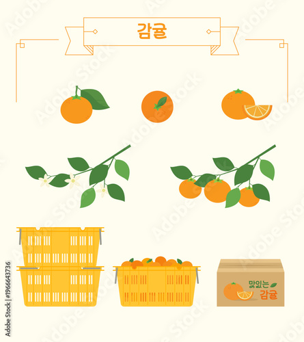 감귤 과일 감귤나무 박스 포장