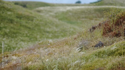 Bright green grass sways in the wind on the hillsides