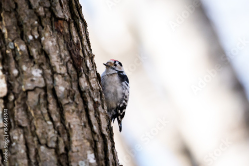 Lesser spotted woodpecker perched on a tree trunk