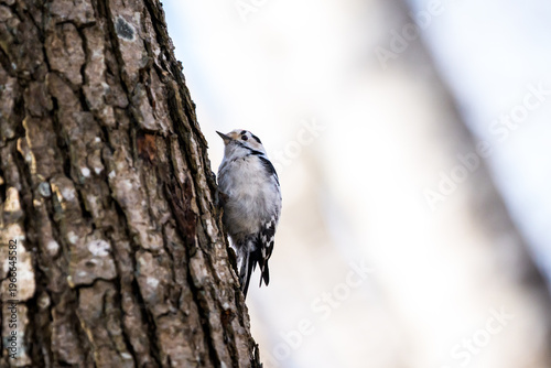 Lesser spotted woodpecker perched on a tree trunk