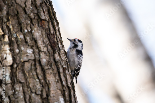 Lesser spotted woodpecker perched on a tree trunk