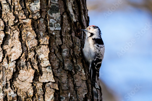 Lesser spotted woodpecker perched on a tree trunk