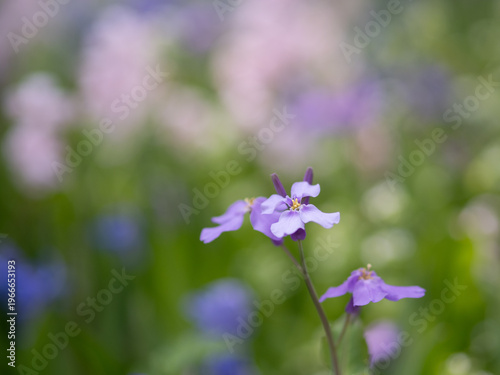 春の野原のムラサキハナナ