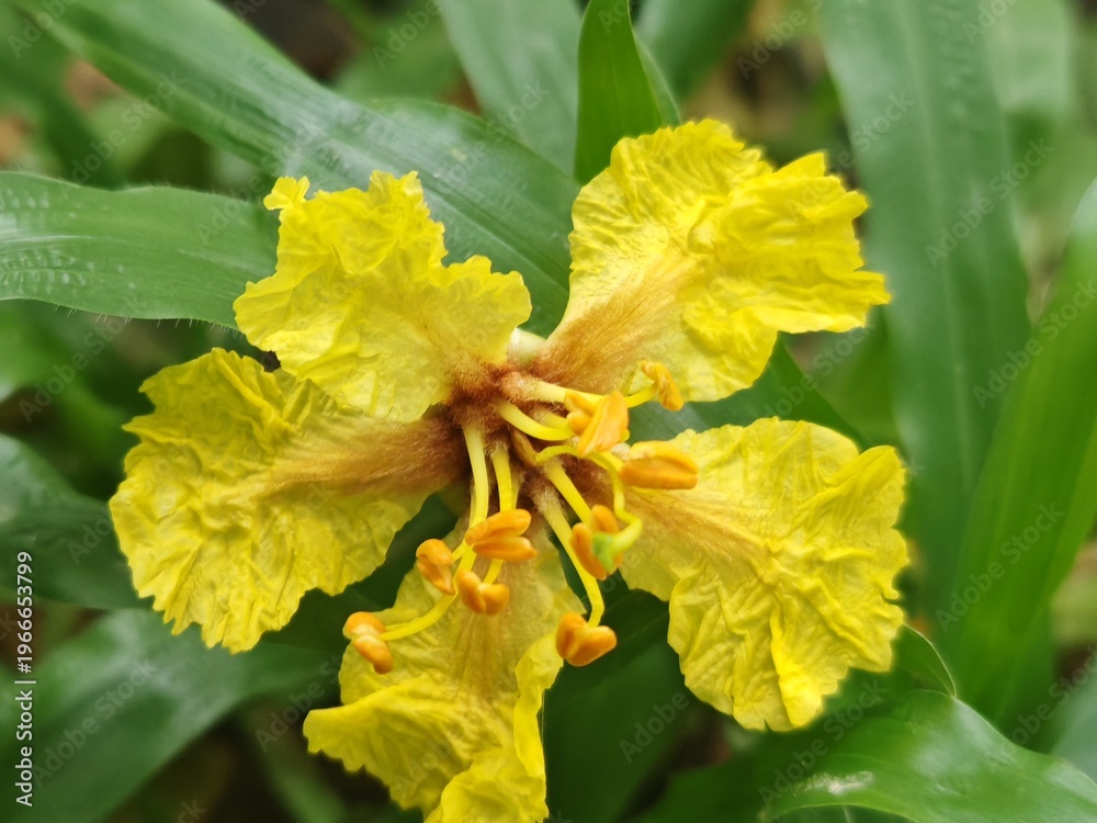 Fototapeta premium yellow flower in the garden