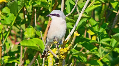 Male Red-backed Shrike Perching on Branch Searching for Food for Chicks in Summer Breeding Season