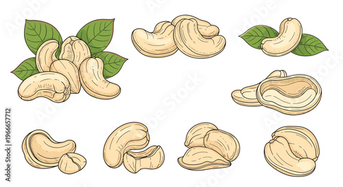 Bountiful collection of cashew nut illustrations showing whole kernels, halves, and green leaves in a detailed hand-drawn style on white.