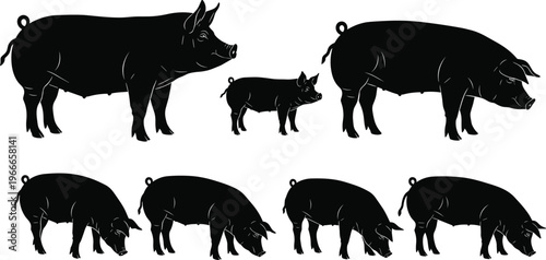 Pig silhouettes collection with farm animal poses, livestock and agriculture concept, black vector illustration set isolated on clean background
