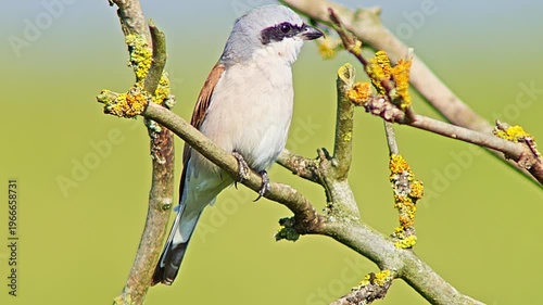 Male Red-backed Shrike Perching on Branch Searching for Food for Chicks in Summer Breeding Season