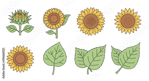 Sunflowers and green leaves illustration.