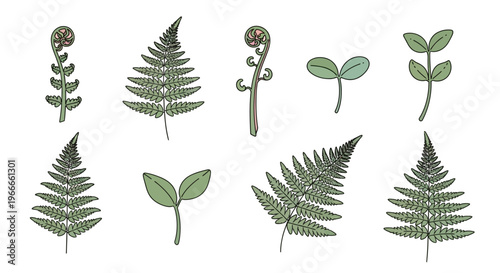 Various types of green fern leaves.